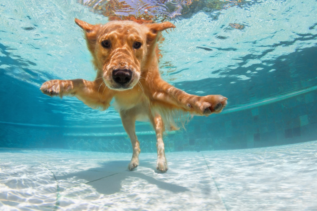 golden labrador retriever in swimming pool